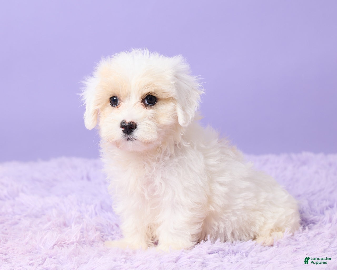 Maltipoo dogs Issy - Ad 2