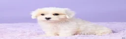 Maltipoo dogs for sale: Issy - Ad 2
