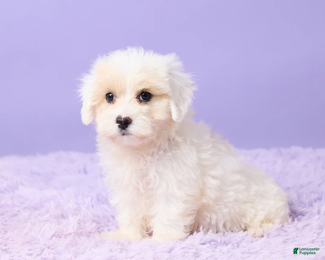 Maltipoo dogs for sale: Issy - Ad 2
