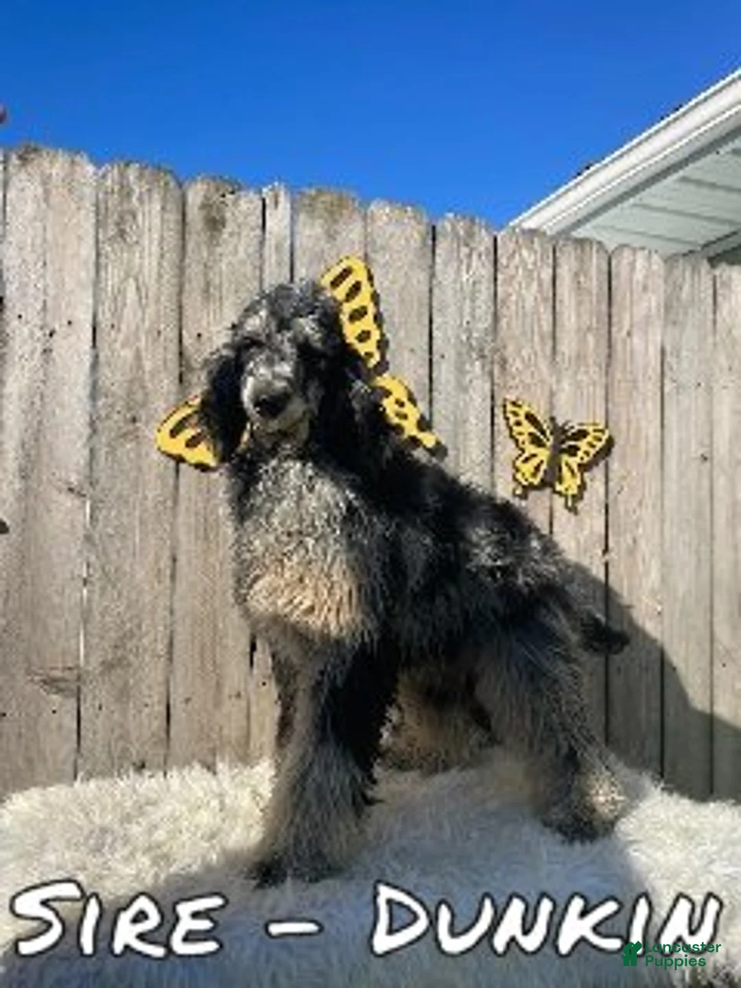 Sheepadoodle dogs for sale: Diesel - Ad 11