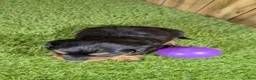 Miniature Dachshund dogs for sale: Darlie Girl 1 - Ad 2