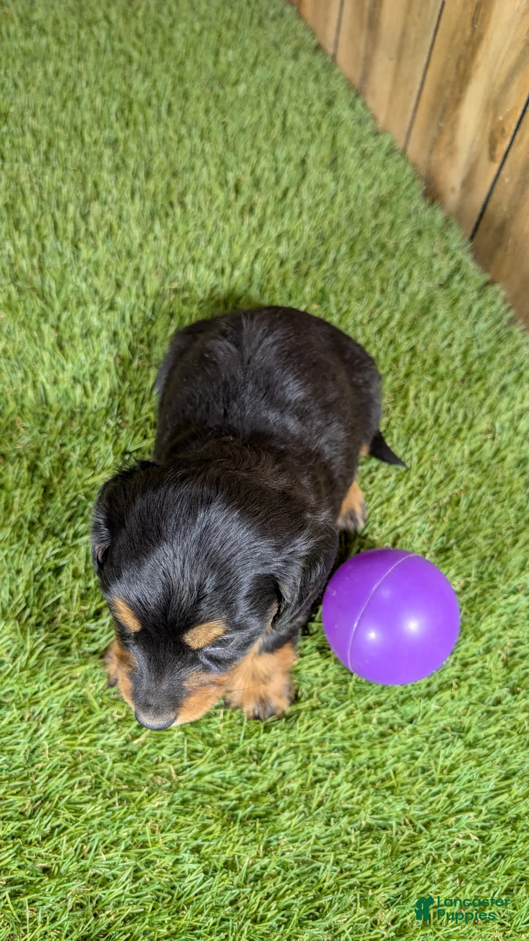 Miniature Dachshund dogs for sale: Darlie Girl 1 - Ad 2