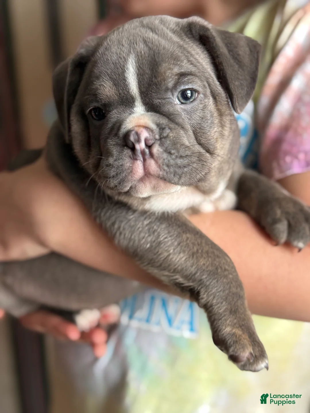 Mixed Breed dogs for sale: Mayor - Ad 1