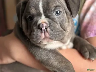 Mixed Breed dogs Mayor - Ad 42