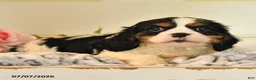 Cavalier King Charles Spaniel dogs for sale: Leslie - Ad 4