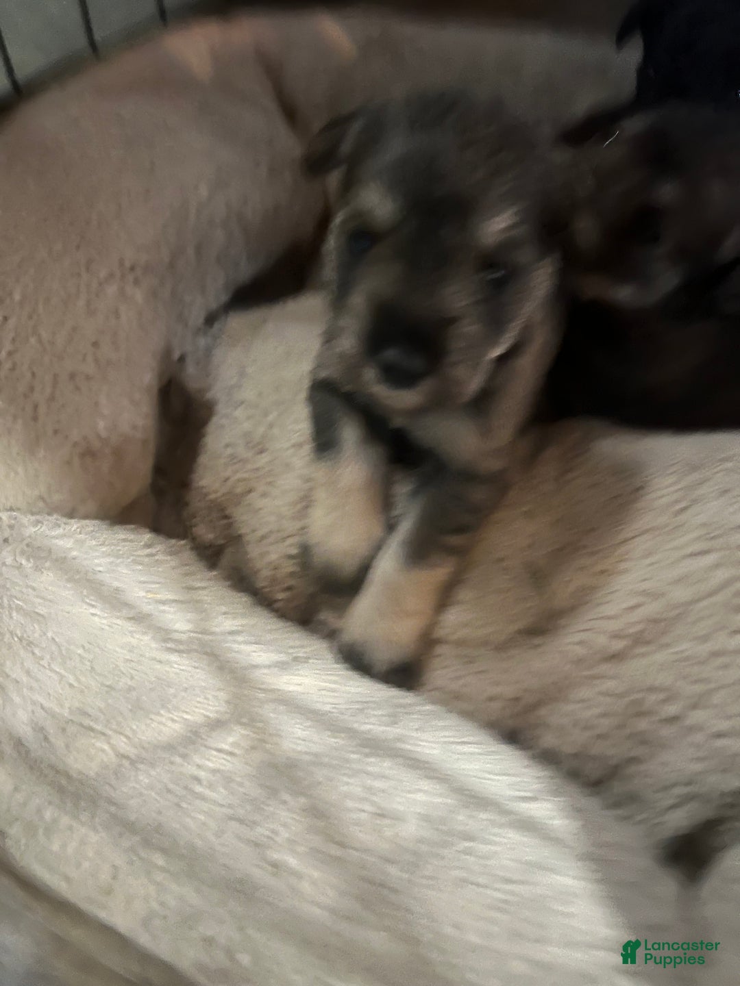 Miniature Schnauzer dogs for sale: Tom  - Ad 4