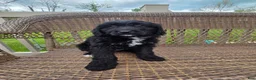 Bernedoodle dogs for sale: Bernedoodle Puppy 3 - Ad 4