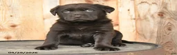 Labrador Retriever dogs for sale: Elsa - Ad 2