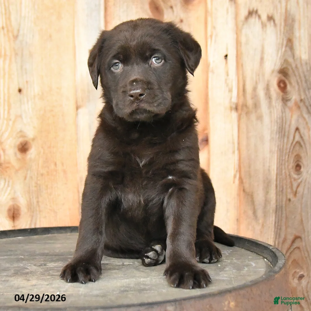 Labrador Retriever dogs for sale: Elsa - Ad 2