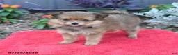 Pomeranian dogs for sale: Hazel - Ad 4