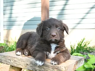Mixed Breed dogs for sale: Sage - Ad 1