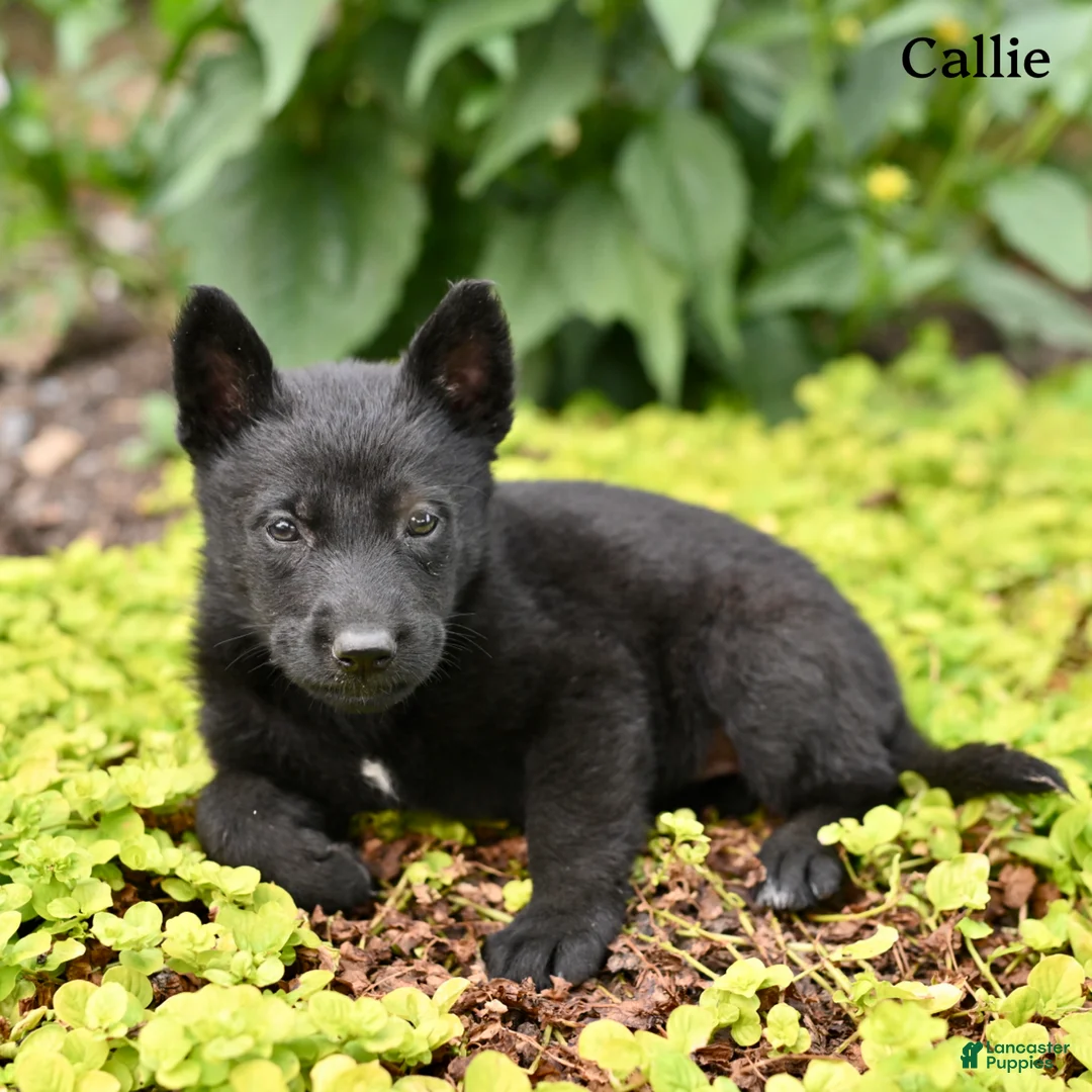 German Shepherd dogs for sale: Callie - Ad 5
