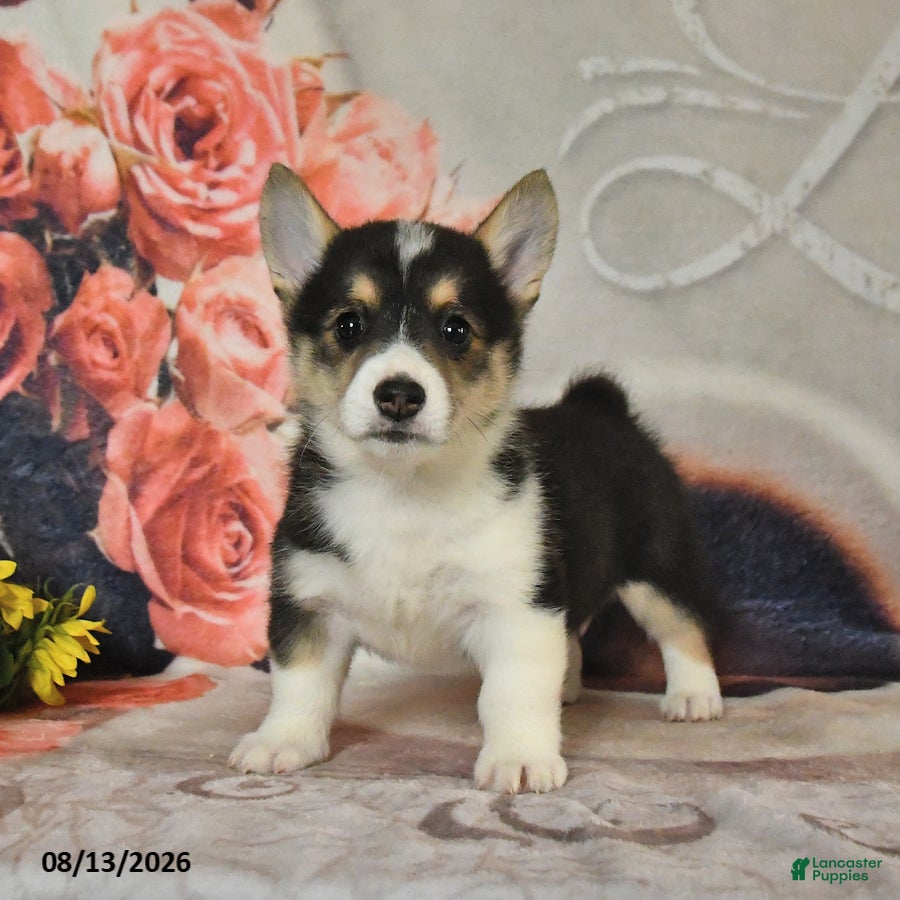 Welsh Corgi Pembroke dogs Lila  - Ad 2
