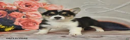 Welsh Corgi Pembroke dogs for sale: Lila  - Ad 2