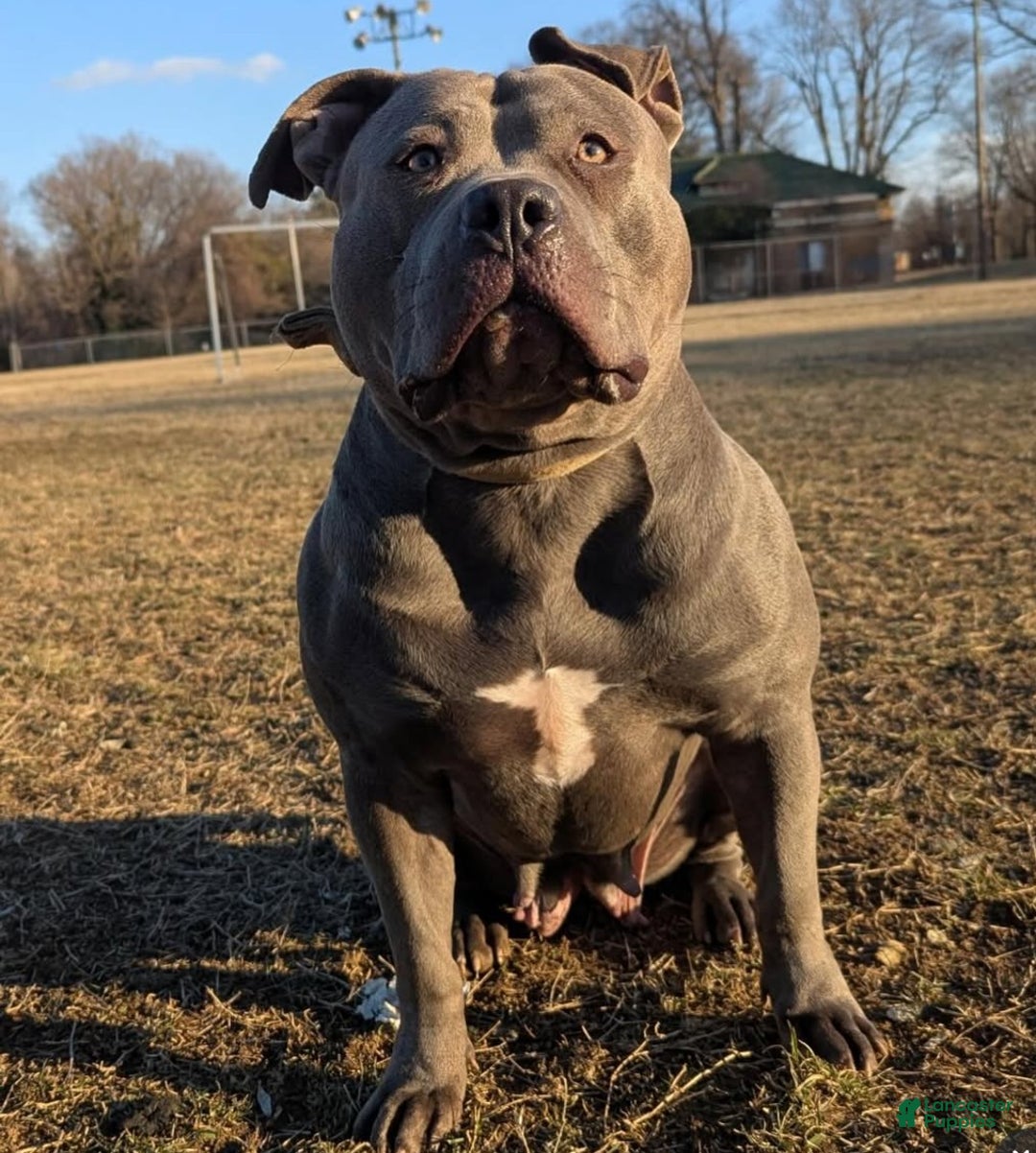 American Bully dogs for sale: King  - Ad 17