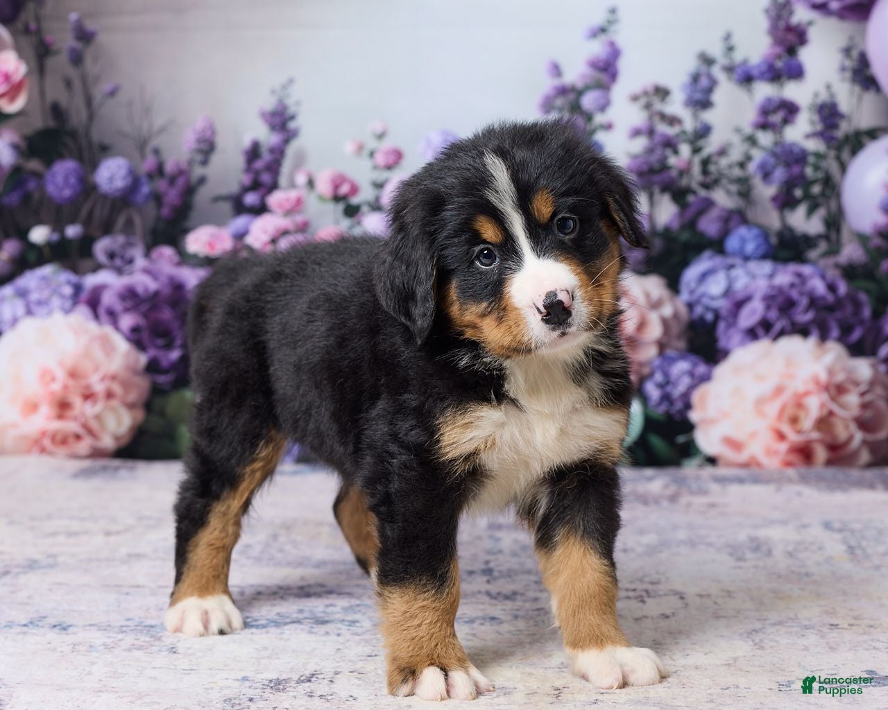 Bernese Mountain Dog dogs Murphy - Ad 1