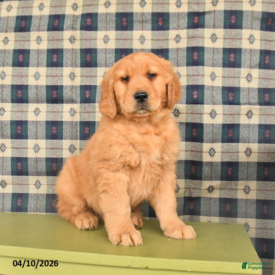 Golden Retriever dogs Bandit - Ad 2