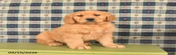 Golden Retriever dogs for sale: Bandit - Ad 2