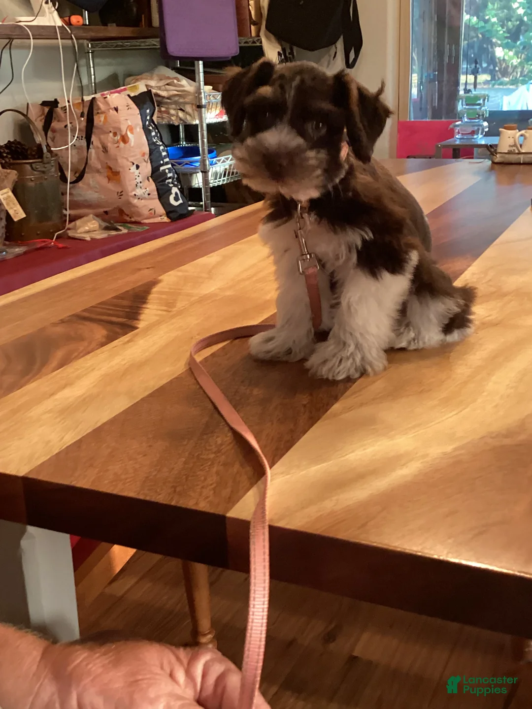 Miniature Schnauzer dogs for sale: Miniature Schnauzer 5 - Ad 1