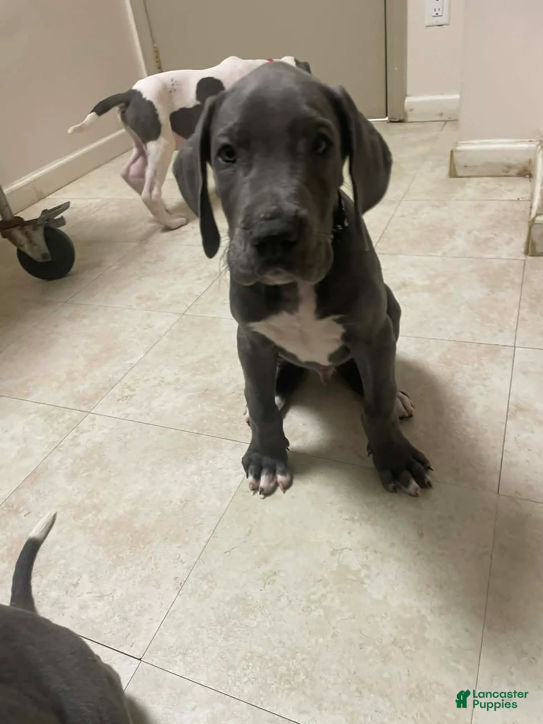 Great Dane dogs for sale: Marvin - Ad 2