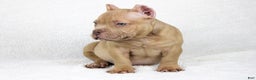 American Bully dogs for sale: Lilac Female - Ad 2
