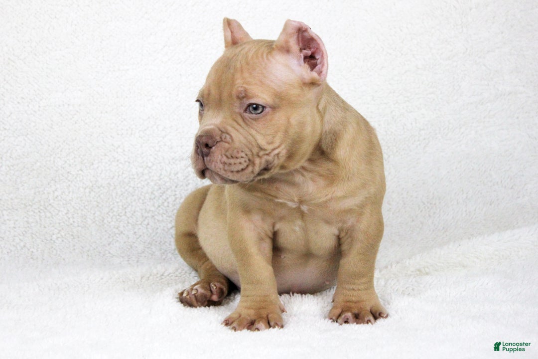 American Bully dogs for sale: Lilac Female - Ad 2
