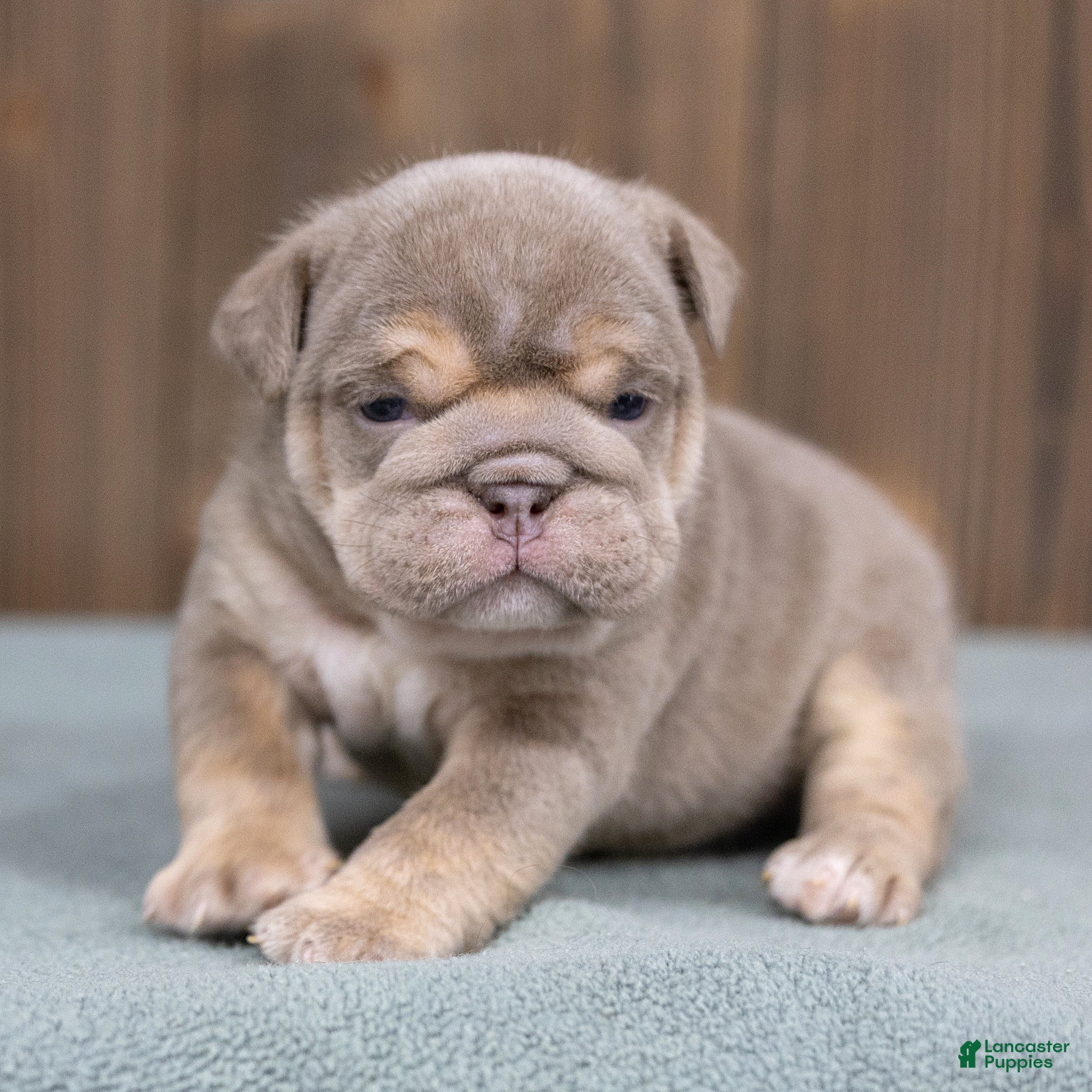 English Bulldog dogs Marine Rue English Bulldog  - Ad 1