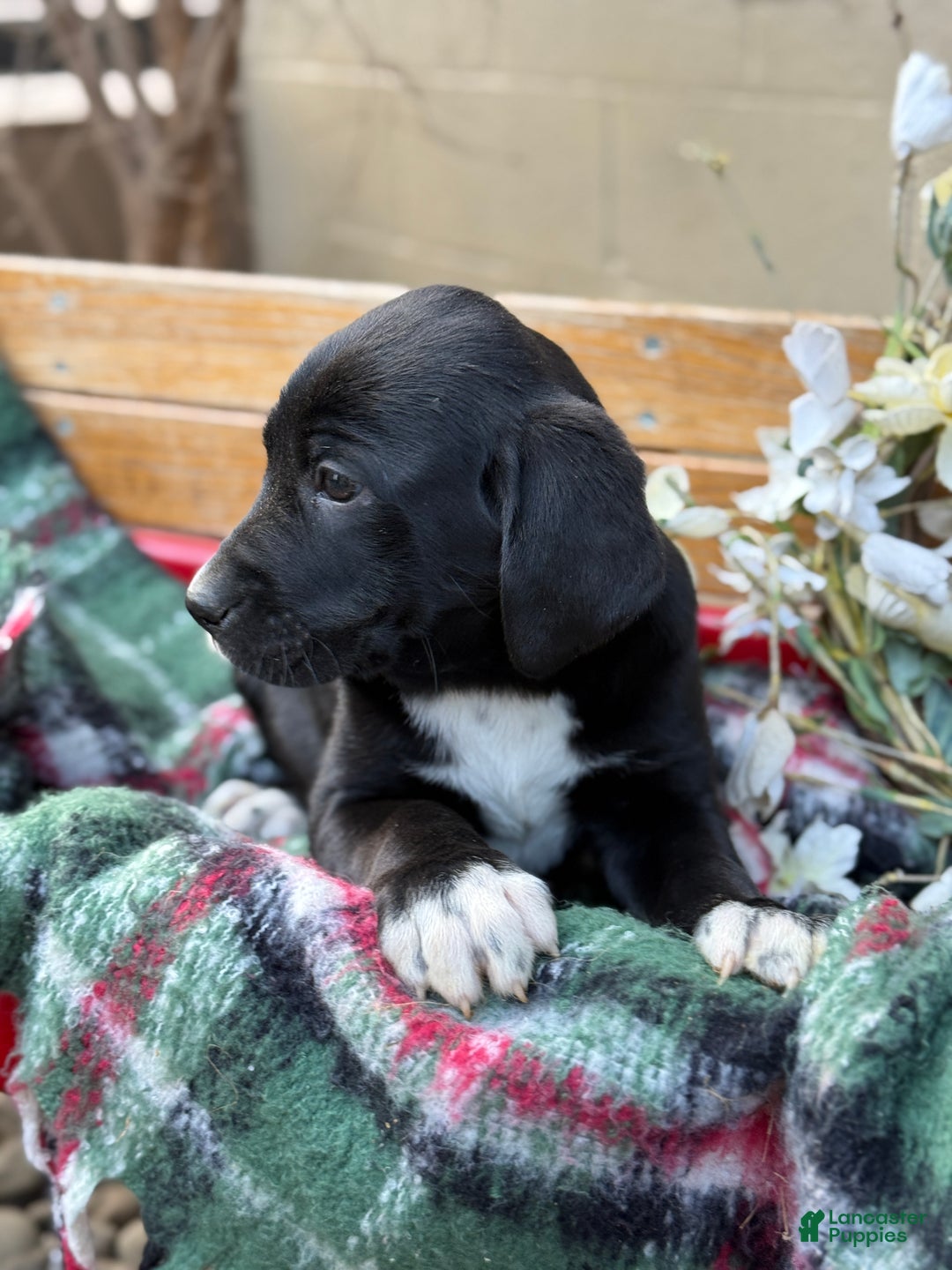 Mixed Breed dogs for sale: Ruffles - Ad 2