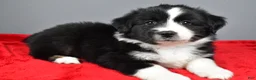 Miniature Australian Shepherd dogs for sale: Alice - Ad 7