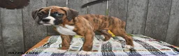 Boxer dogs for sale: Bucky - Ad 4