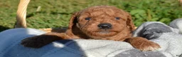 Mini Goldendoodle dogs for sale: Donny Micro GD Ml1 - Ad 2