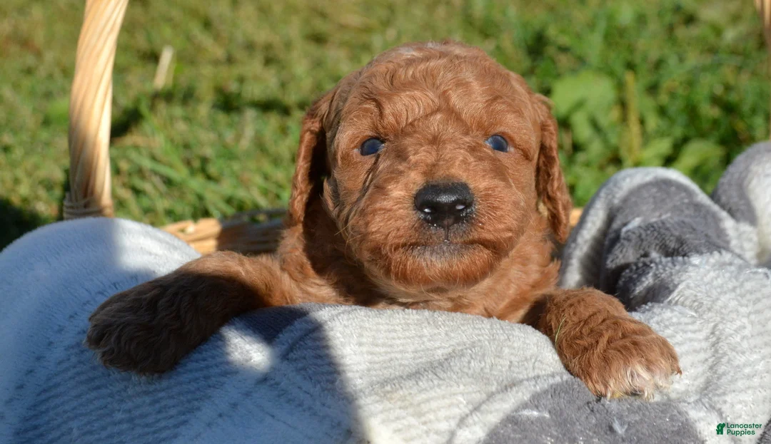 Mini Goldendoodle dogs for sale: Donny Micro GD Ml1 - Ad 2