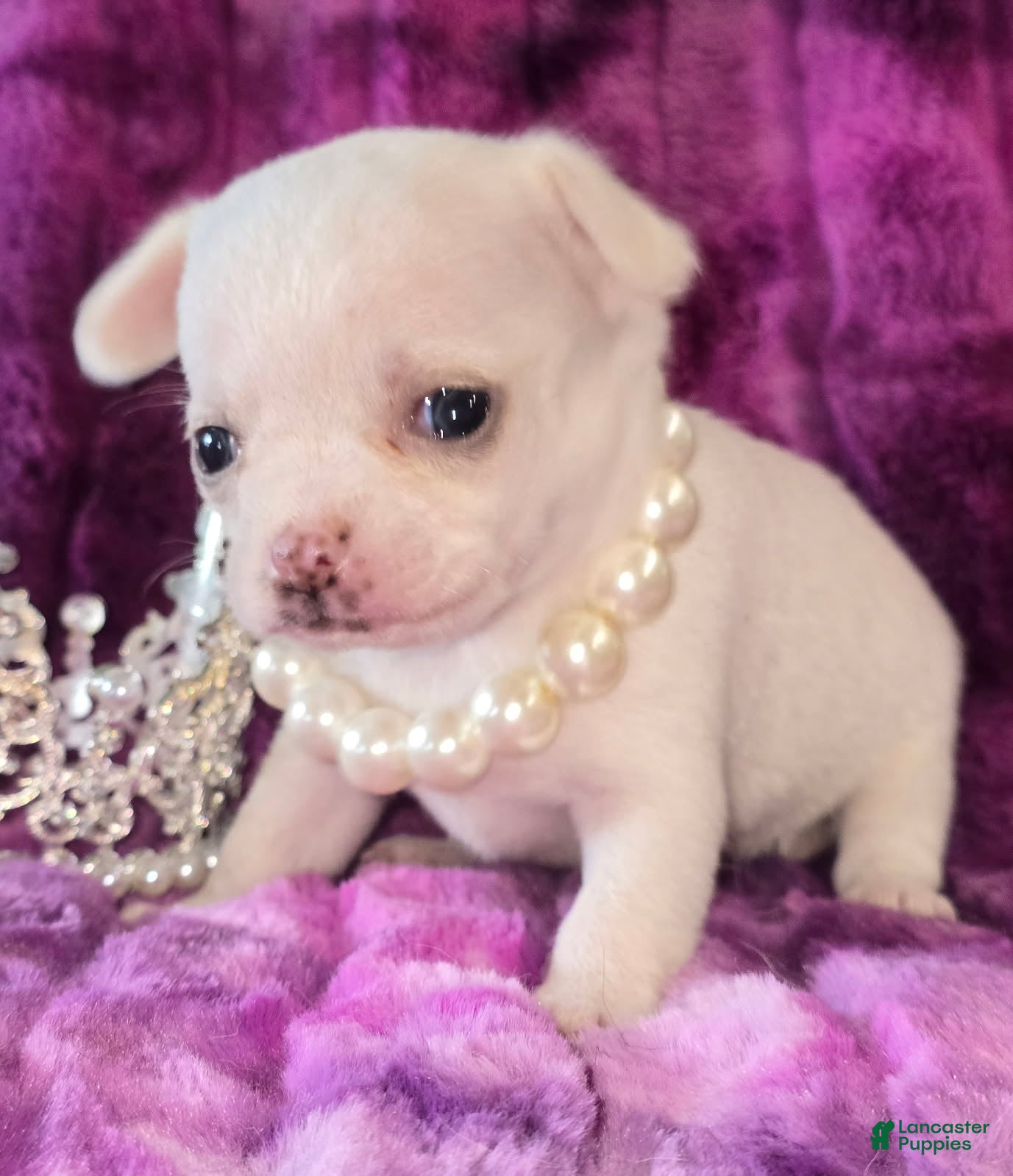 Chihuahua dogs Sugar - Ad 2