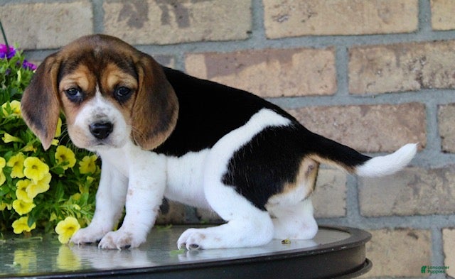 Beagle dogs for sale: Buffy - Ad 5