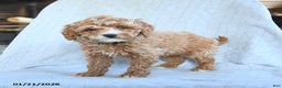 Cavapoo dogs for sale: Tango - Ad 3