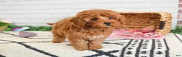 Cavapoo dogs for sale: Rose - Ad 3