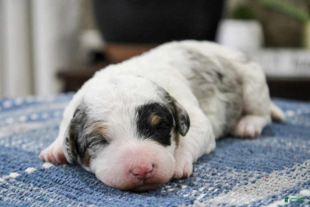 Mini Bernedoodle dogs for sale: Tessie  - Ad 2