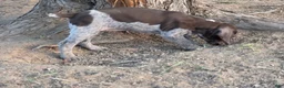 German Shorthaired Pointer dogs for sale: Rory - Ad 2