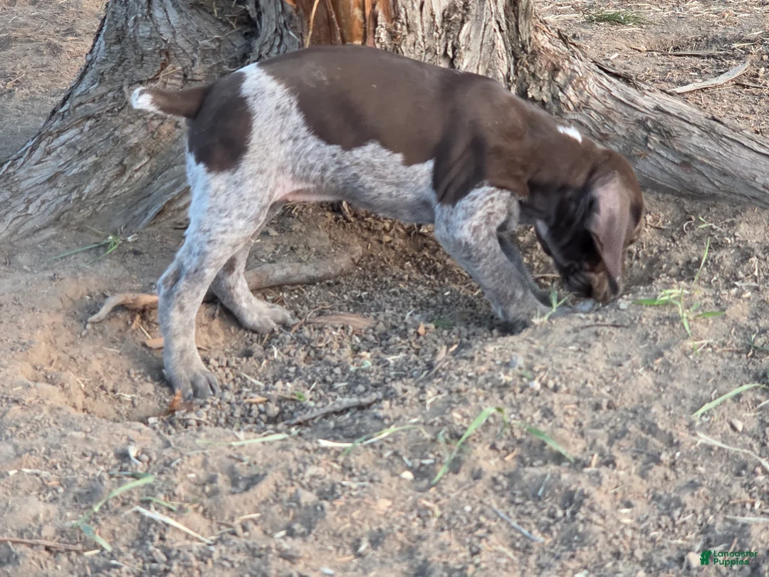 German Shorthaired Pointer dogs for sale: Rory - Ad 2
