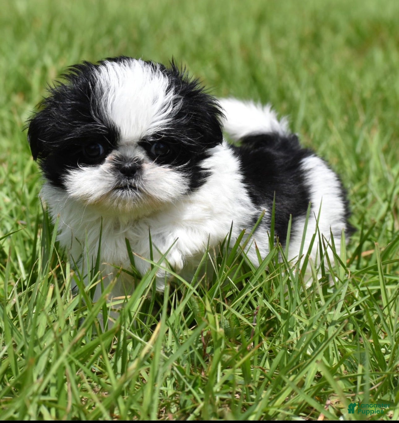 Shih Tzu dogs Shih Tzu Puppy 2 - Ad 2