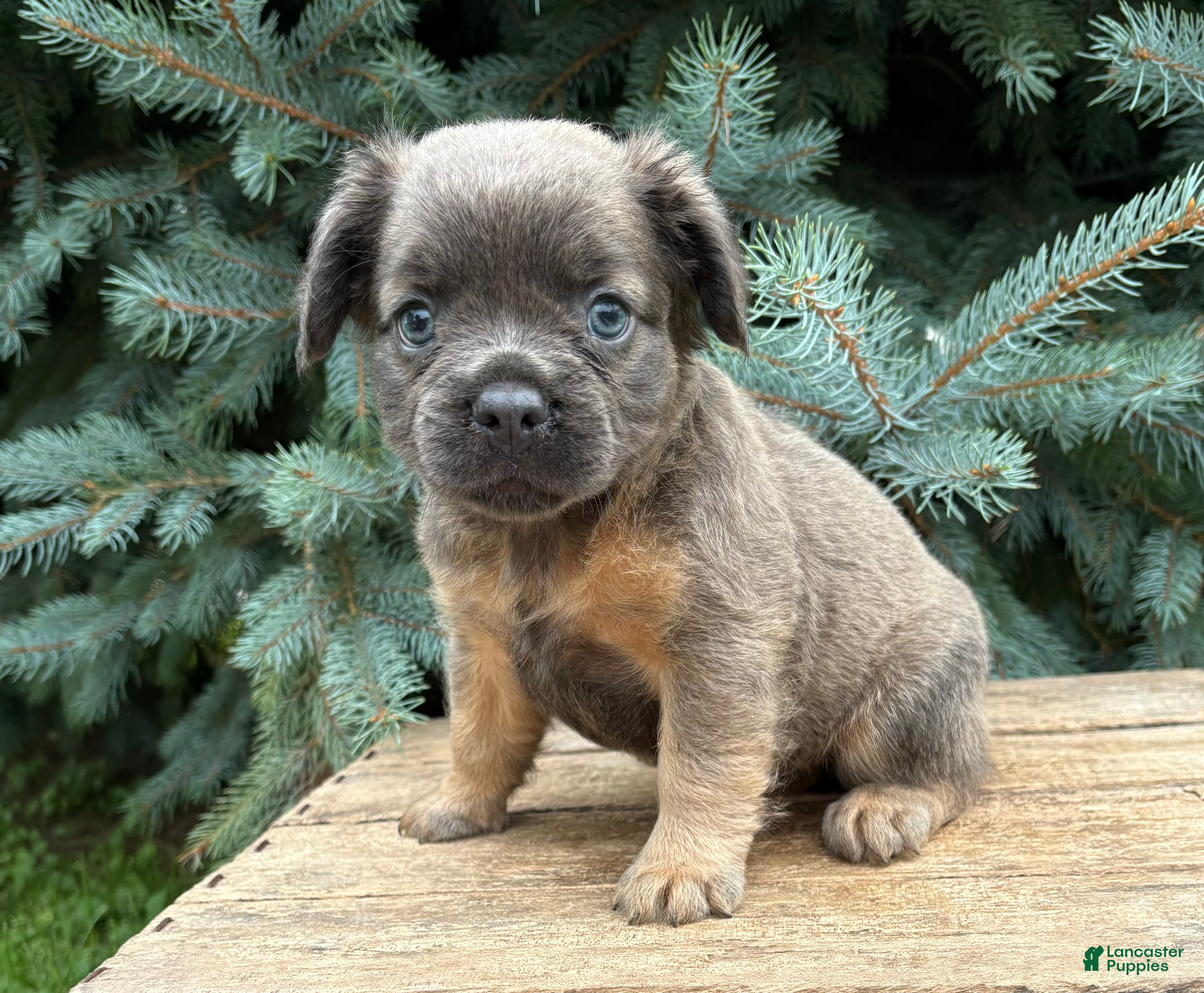 French Bulldog dogs Dakota Fluffy - Ad 1
