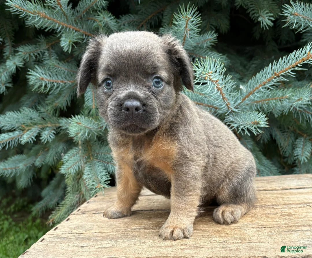 French Bulldog dogs for sale: Dakota Fluffy - Ad 1