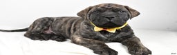 English Mastiff dogs for sale: Sheldon - Ad 2