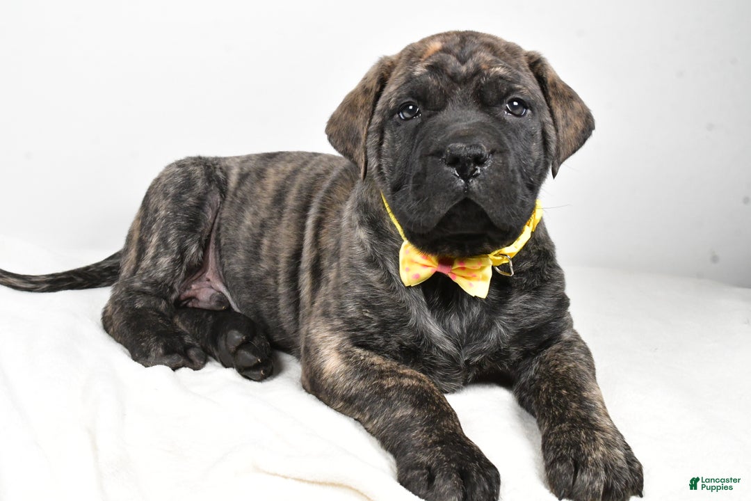 English Mastiff dogs for sale: Sheldon - Ad 2