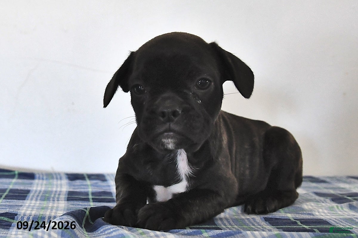 Mixed Breed dogs Luke - Ad 1