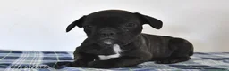 Mixed Breed dogs for sale: Luke - Ad 1