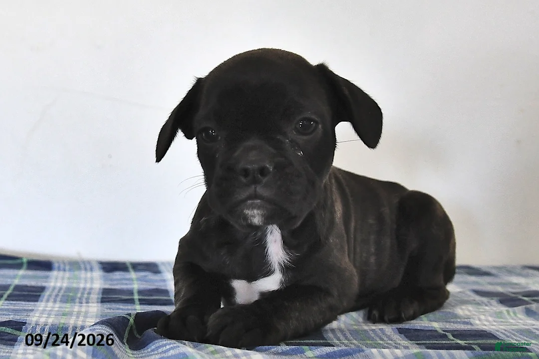 Mixed Breed dogs for sale: Luke - Ad 1