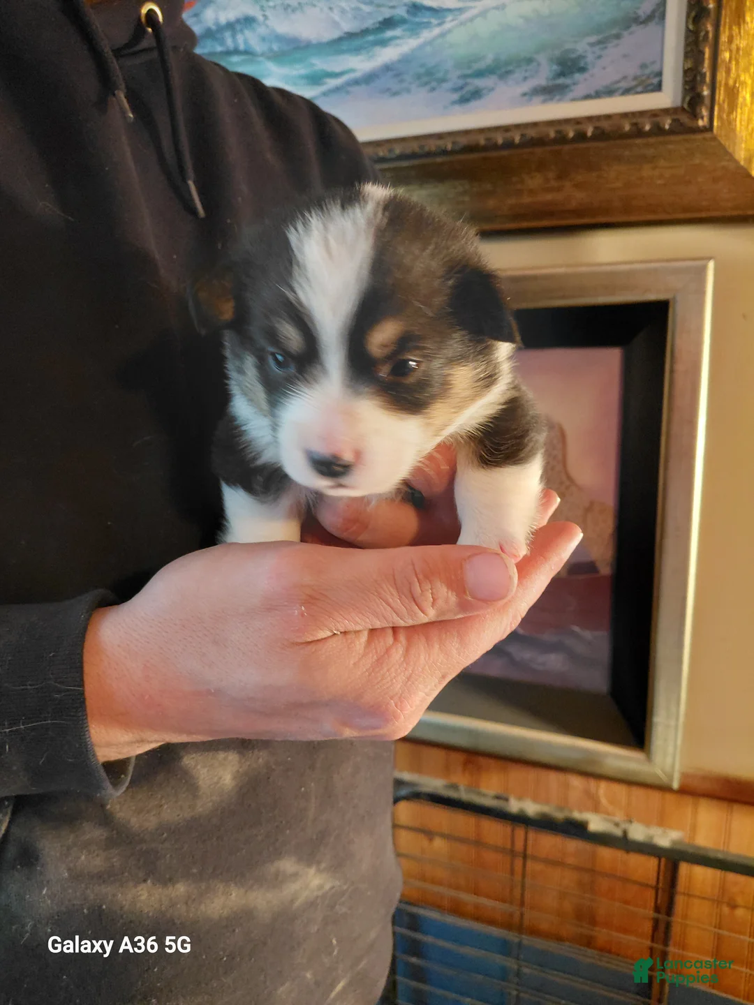 Welsh Corgi Pembroke dogs for sale: Vincent Van Gogh - Ad 4