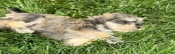 Miniature Schnauzer dogs for sale: Sadie - Ad 3