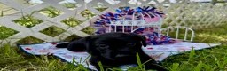 Labrador Retriever dogs for sale: Sammie - Ad 2